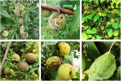 Genetic diversity of Venturia carpophila populations from different hosts and geographic regions in China